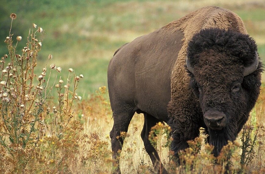 Source: Beautiful bison with the grasses