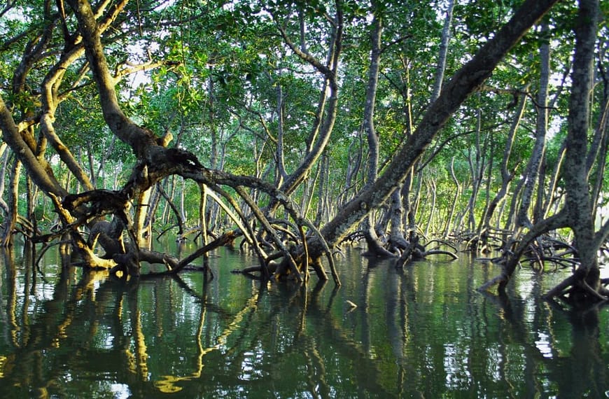 Image: A cluster of mangroves emerging from the salt water in Kenya.