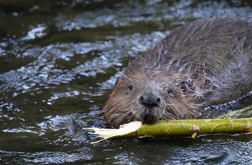 Image: A beaver swimming in a body of water, holding a stick in its mouth