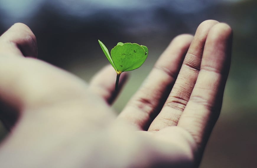 floating green leaf plant on person's hand