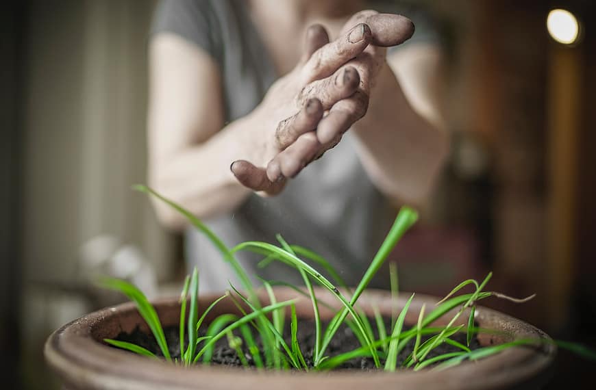 person's hands over green leafed plant
