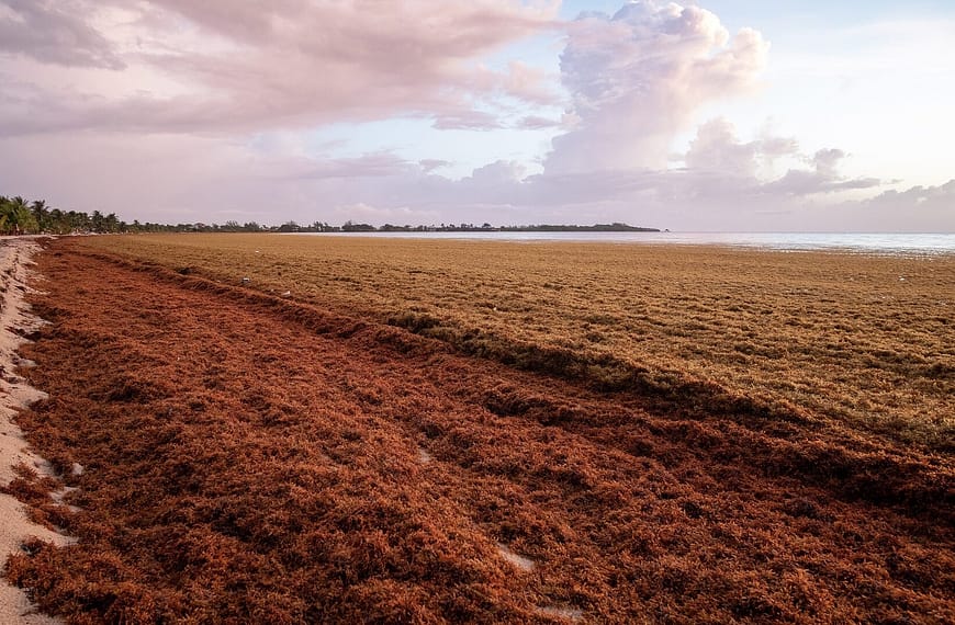 Image: Sargassum washed up on the beach.