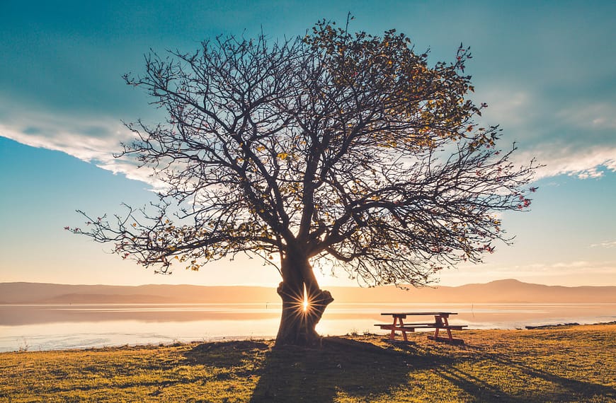 Image: Tree silhouette with sun rays showing through the trunk