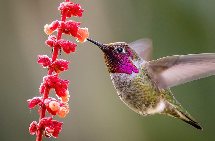 Hummingbirds: The Bodybuilders in Your Backyard!