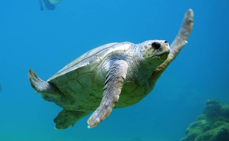 Image: sea turtle swimming