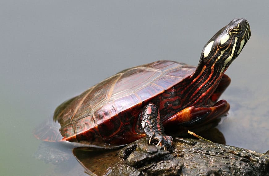 Image: One of many painted turtles, sunning itself on a rock.