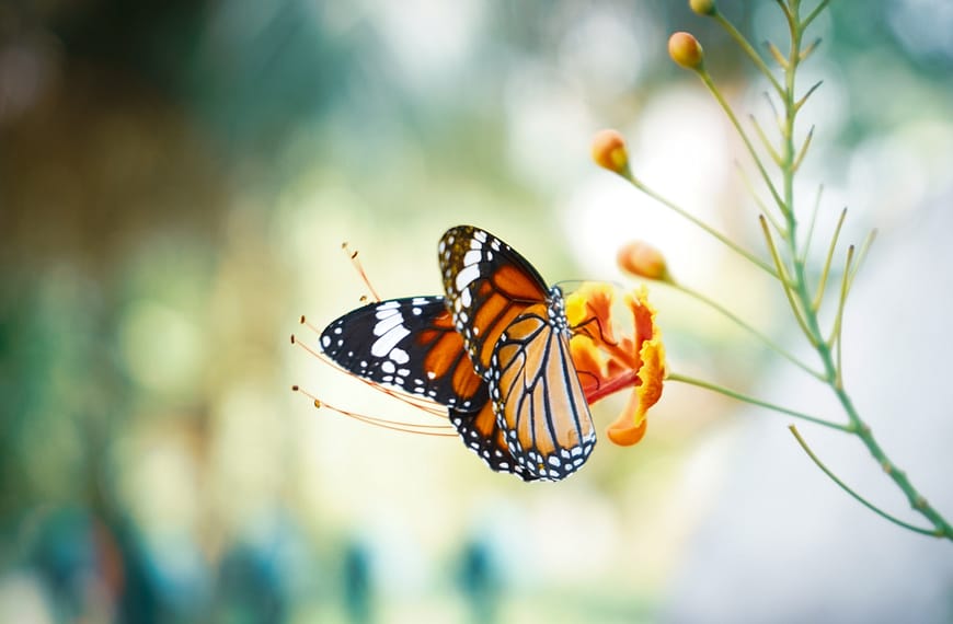 Image: A monarch butterfly sits on an orange flower.