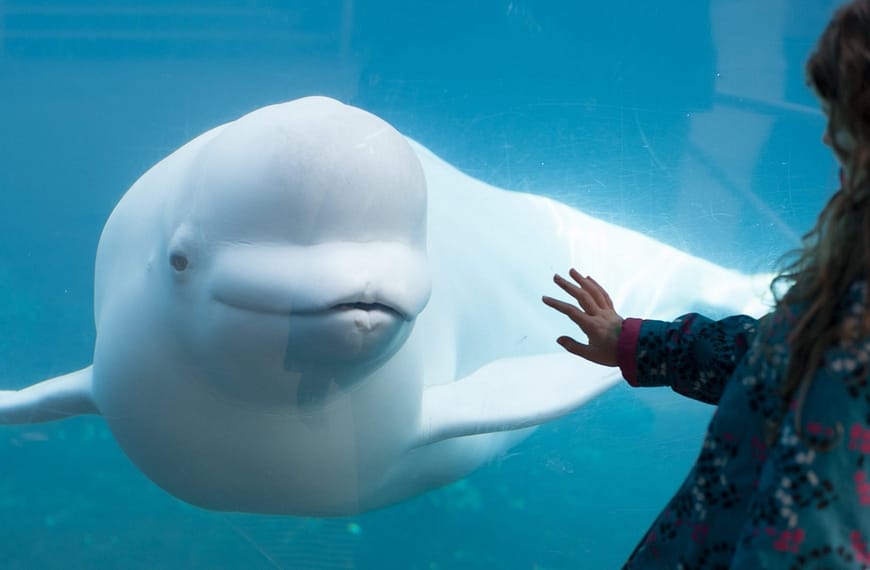 Image: Beluga peering at a childs hand on aquarium glass