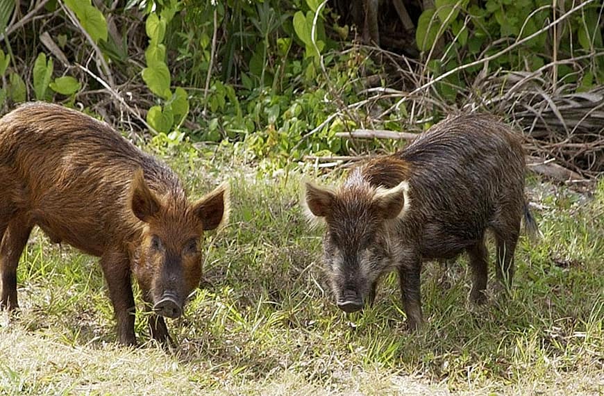 Image: two wild pigs staring at the camera