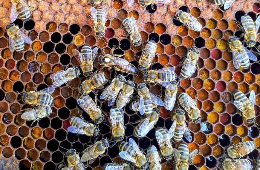 Image: Bees