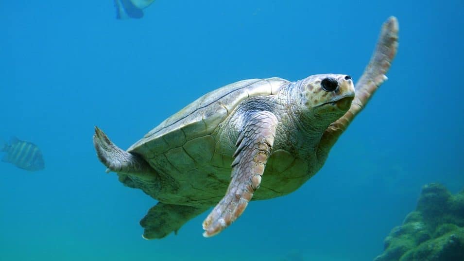 Image: sea turtle swimming