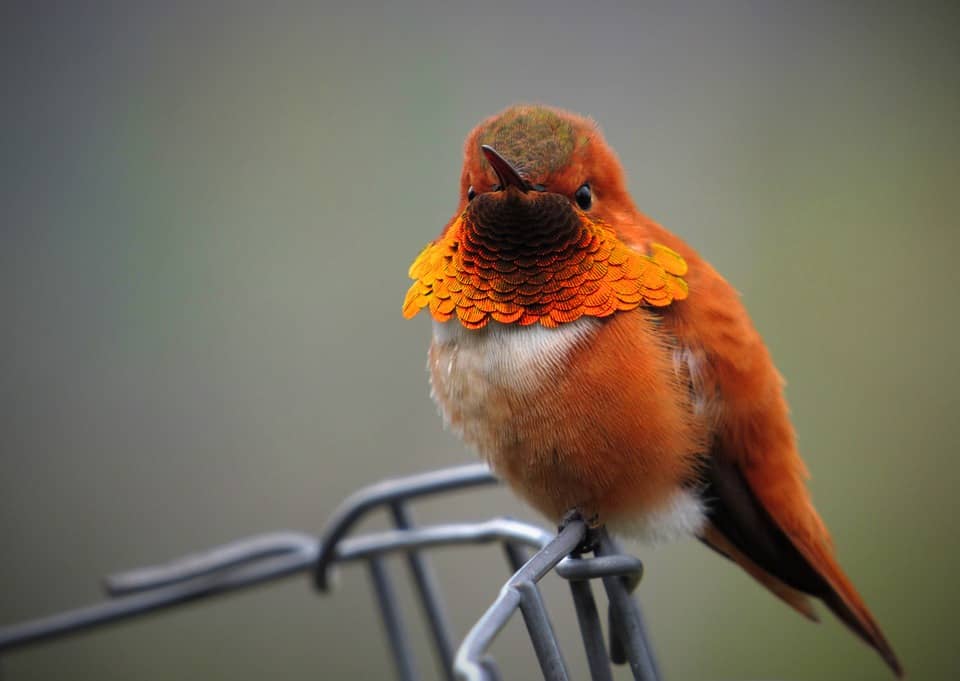 Image: Rufous Hummingbird, with marvelous orange feathers, looking into the camera.