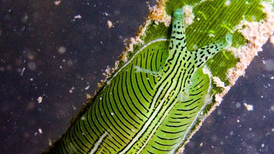 Image: close shot of an eelgrass sea hare!