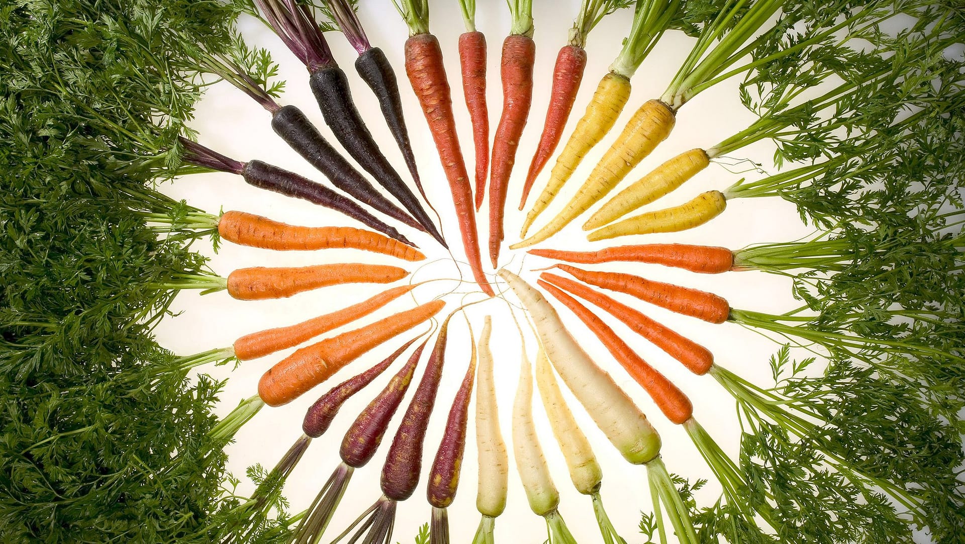 Image: Carrots of many colors arranged in a swirl