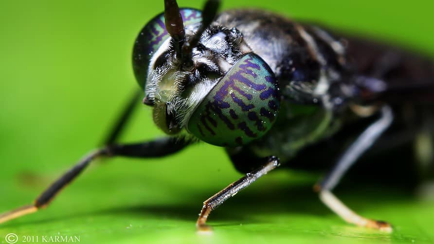 Image: Close up photo of the face of a Black Soldier Fly with its tiger striped compound eyes