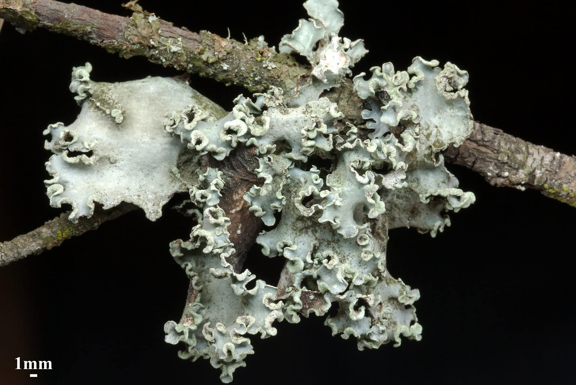 Image: ruffled edge green lichen on a twig