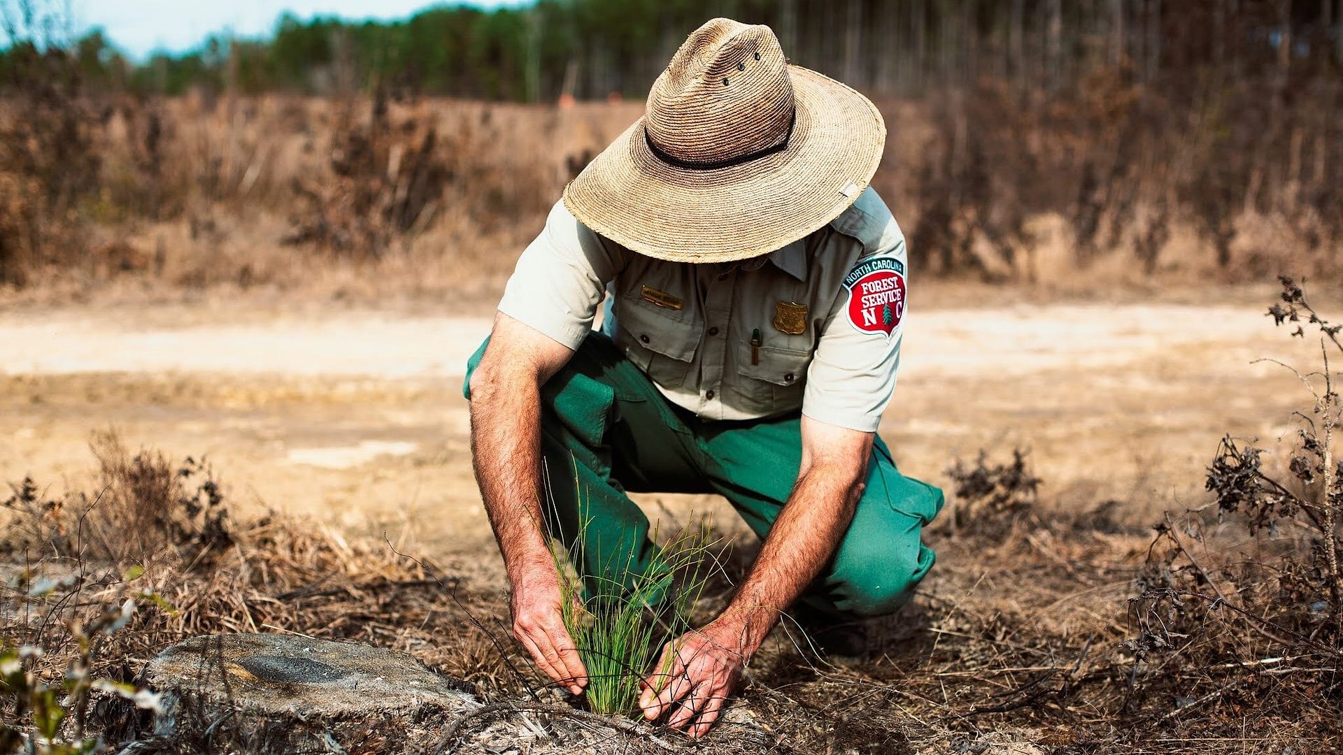 Image: person planting trees in a desolate area