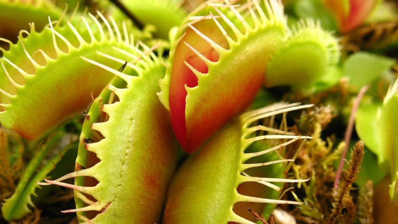Image: close up of a Venus Fly Trap