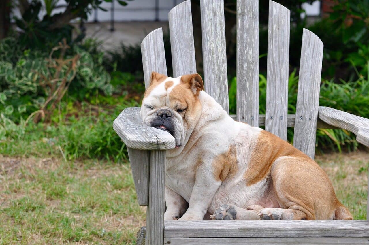 Image: Dog taking a rest