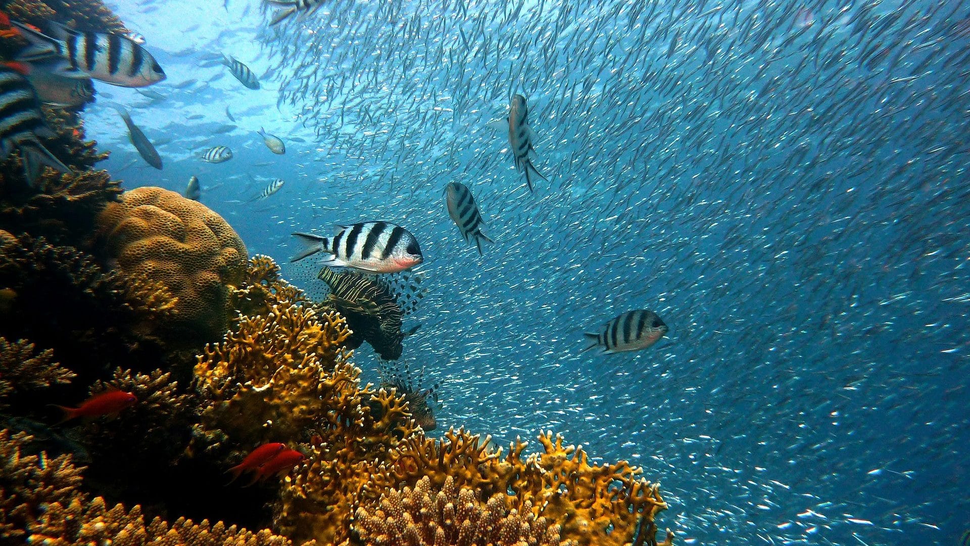 Image: a large school of silver fish swimming around coral reefs