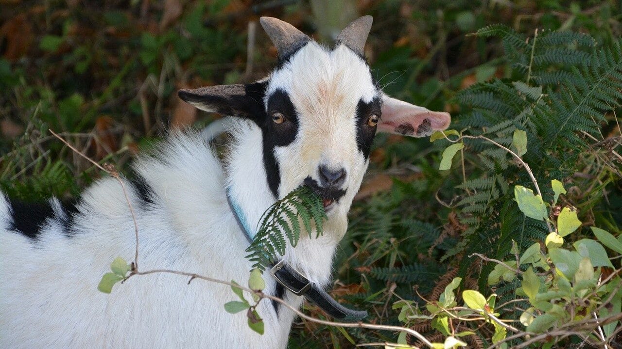 Image: goat eating a fern and looking at the camera