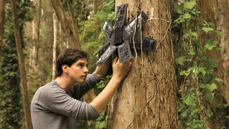 Image: Rain forest Connection founder places a device in a tree that uses an old cellphone to detect illegal logging