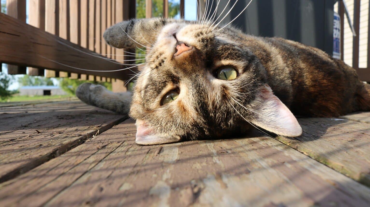 Image: cat laying in the sun