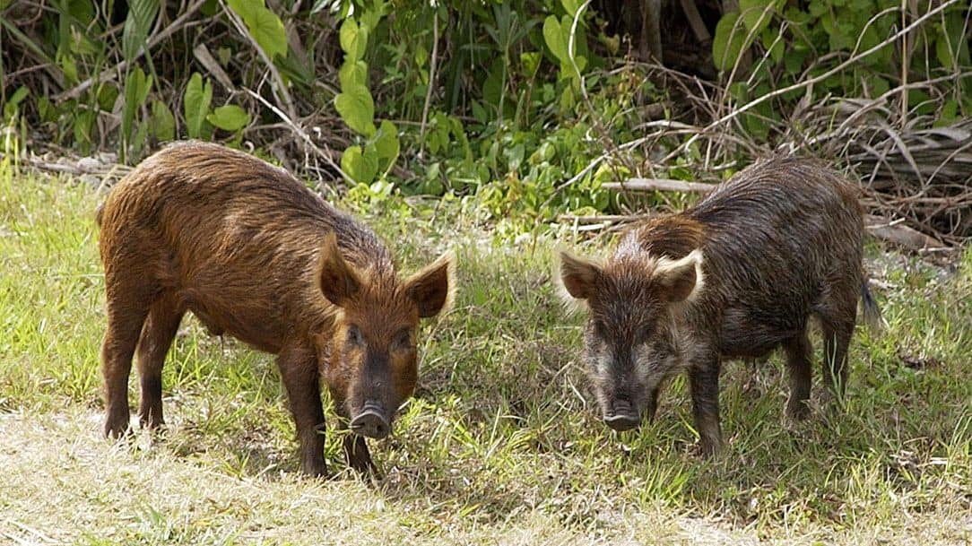 Image: two wild pigs staring at the camera