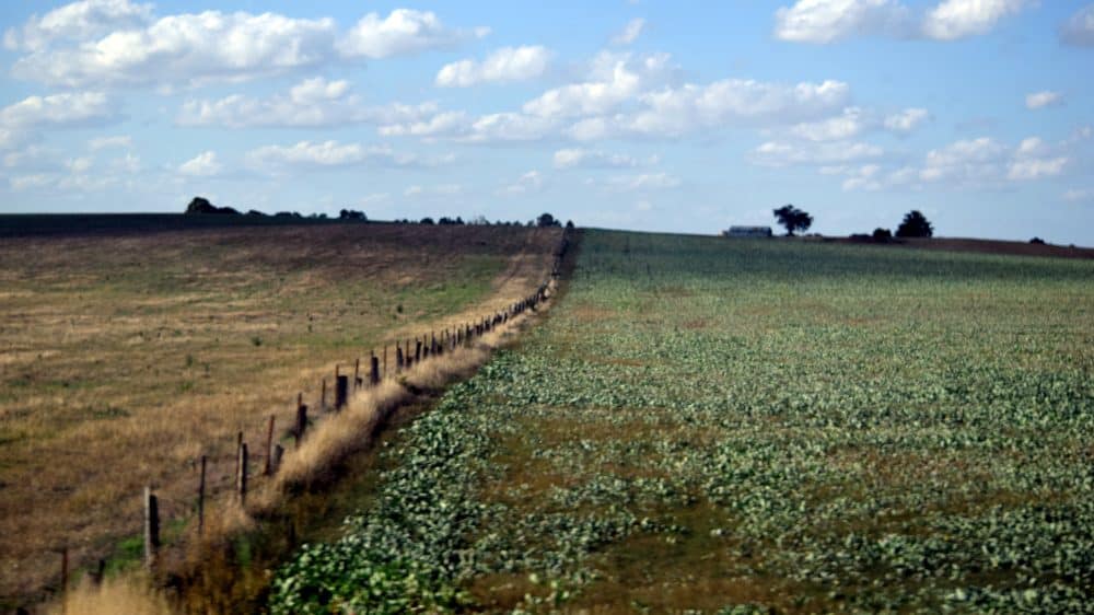 Image: Greener pastures, a metaphor for the great resignation