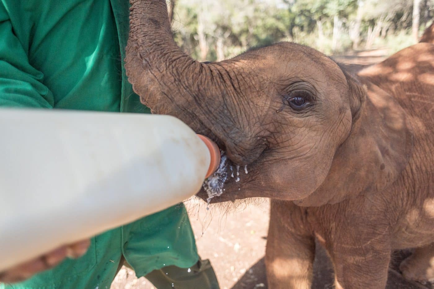 Image: baby elephant drinking from a bottle