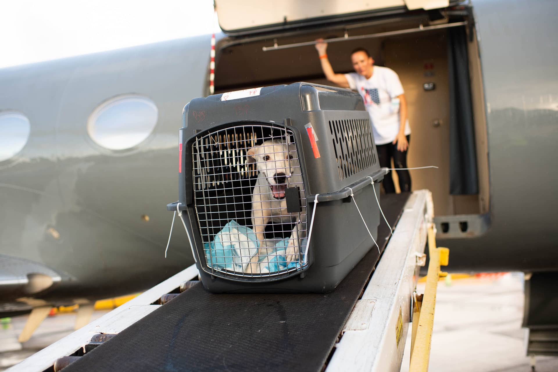 Image: One pup in their crate entering the plane to head off the island and onto the mainland!