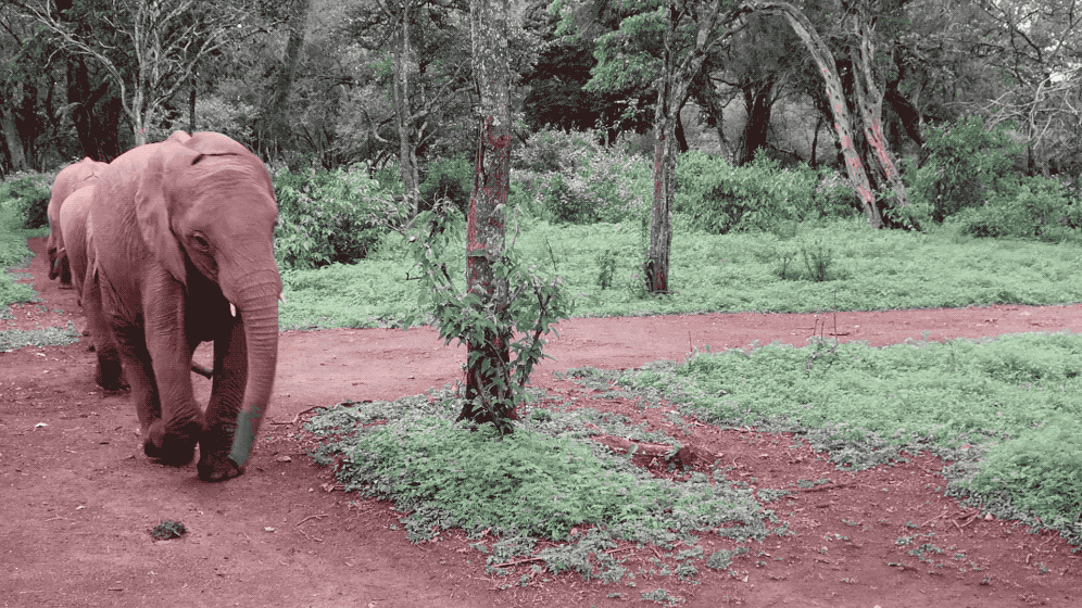 Gif: baby elephants running in a line