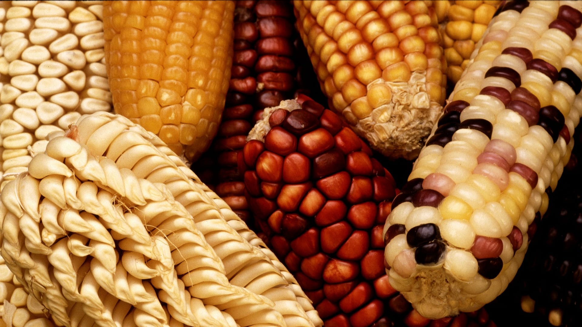 Image: different varieties and colors of corn