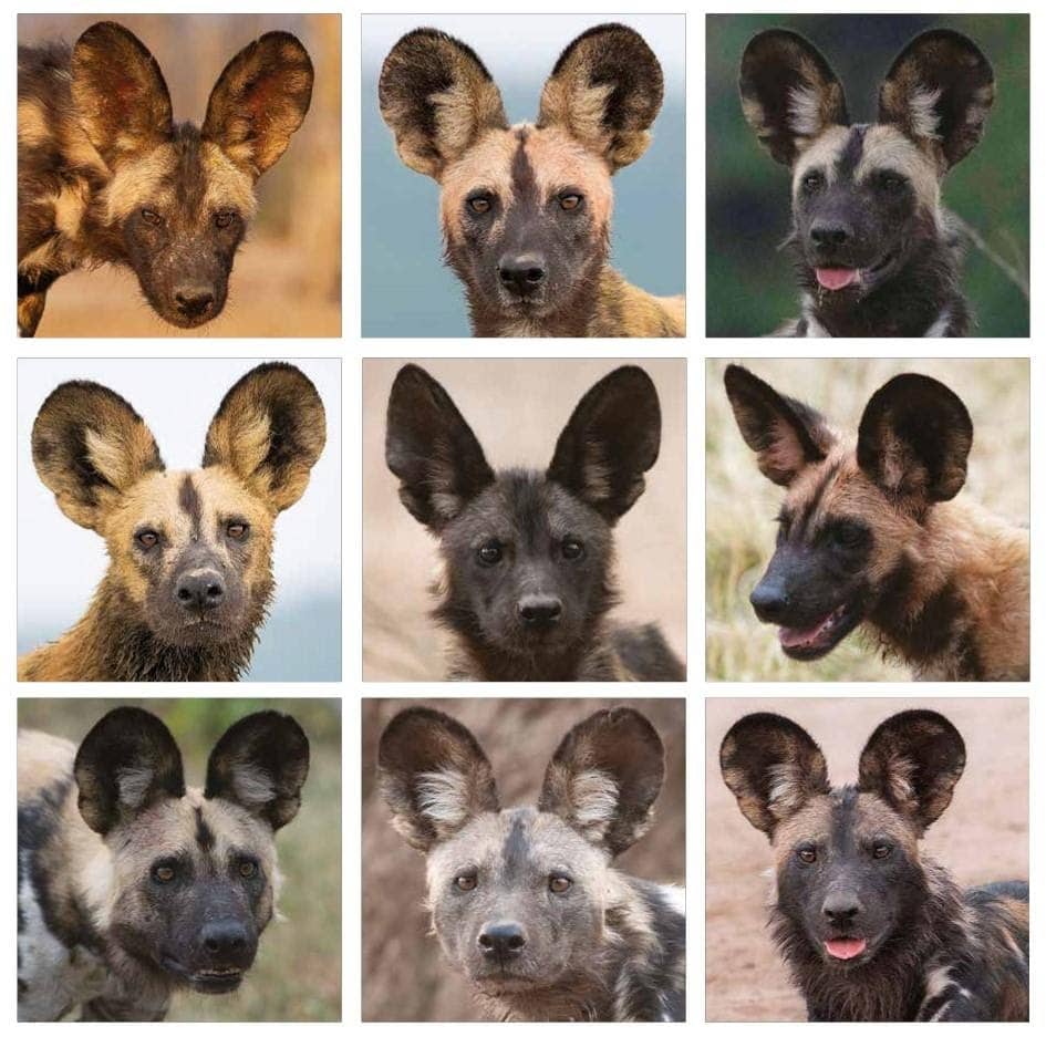 Image: 9 photos of different African wild dogs! 
