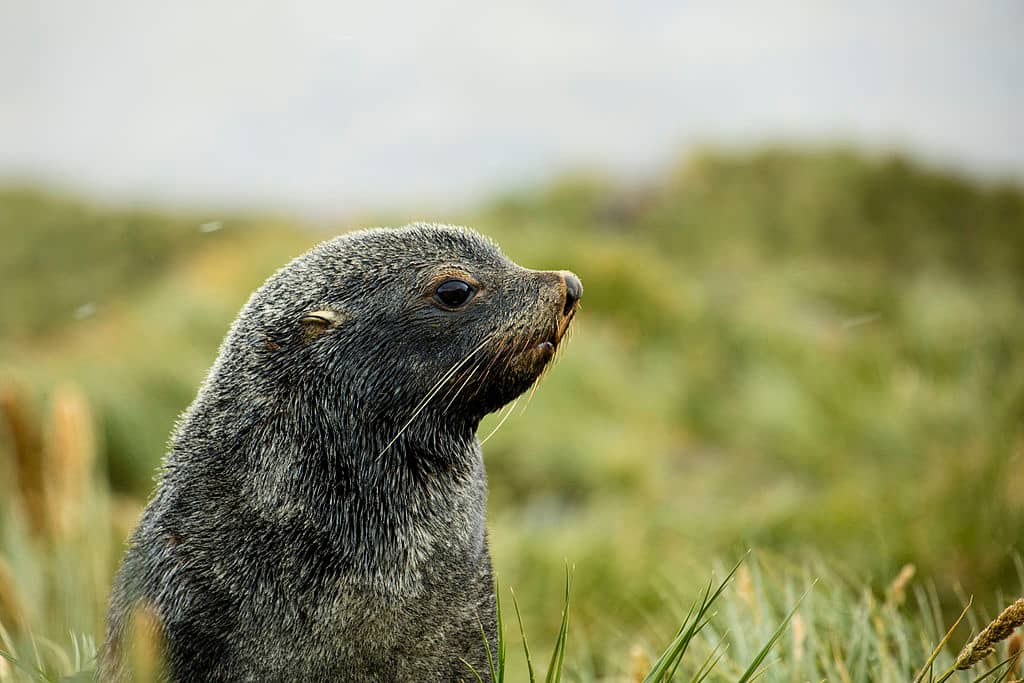 Image: South Georgia fur seal pup on a hill 