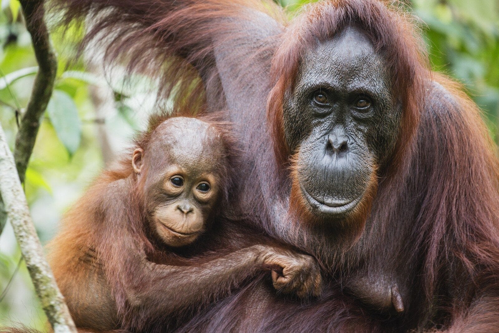 Image: A close-up portrait of orangutans, female (Pongo pymaeus) and her young together, Tanjung Puting National Park, Central Kalimantan, Borneo, Indonesia