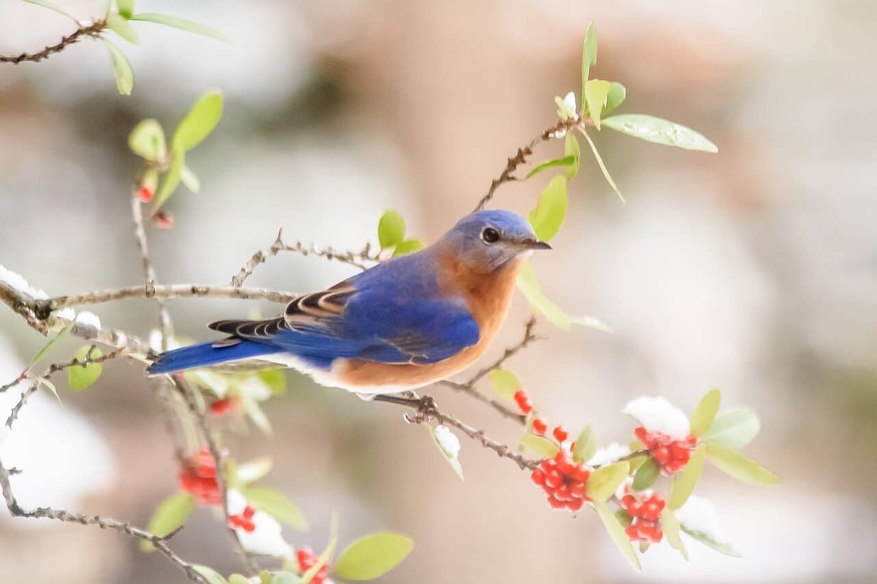 Image: bluebird sitting on a tree limb