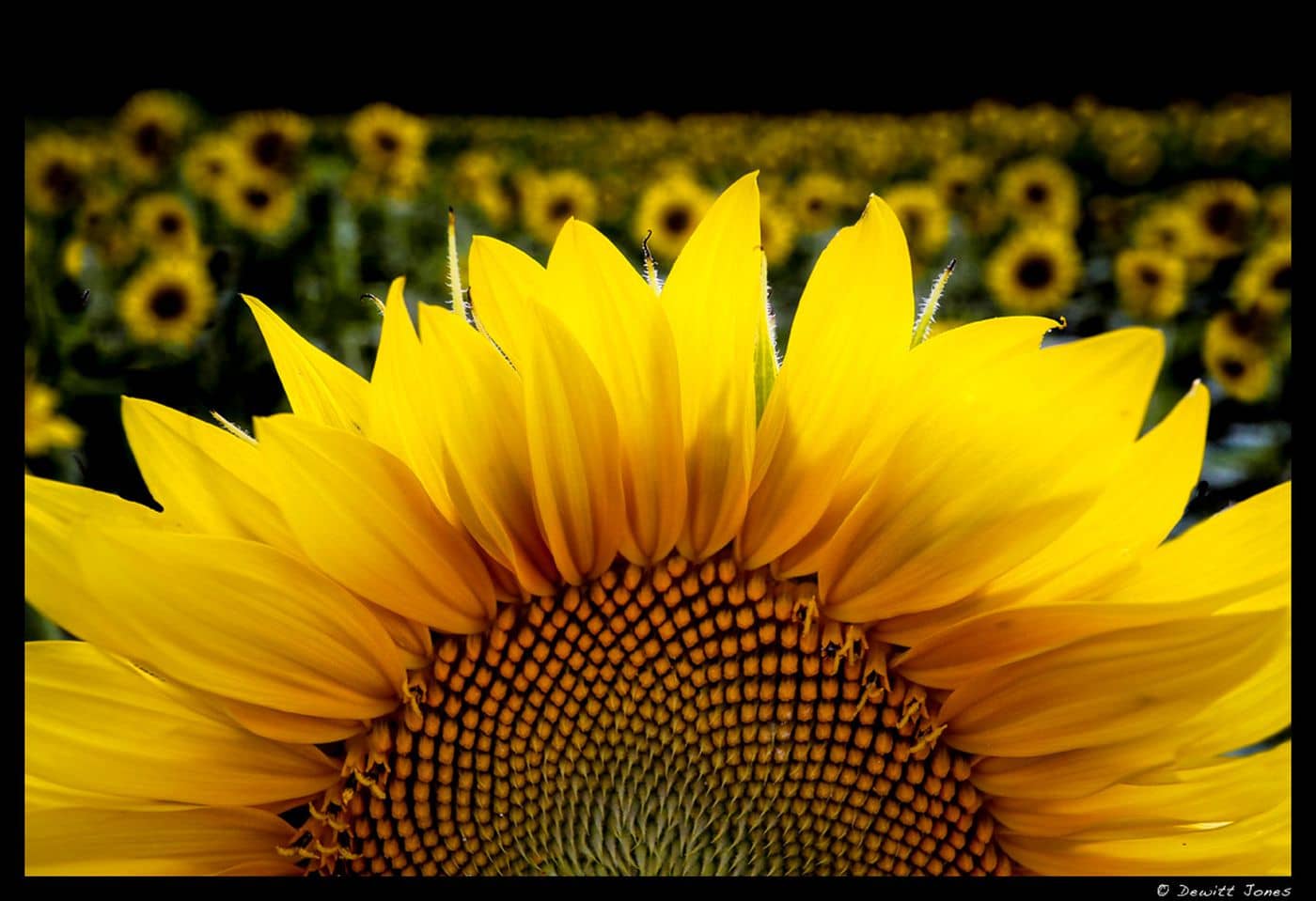 Image: Sunflower close up with a field of sunflowers in the background