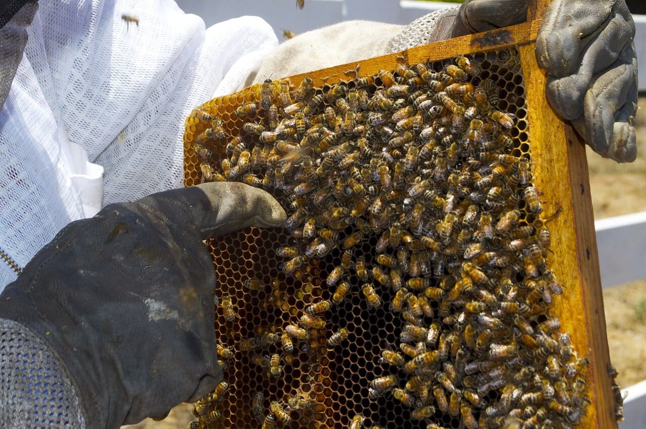 Image: Beekeeper pointing to bees