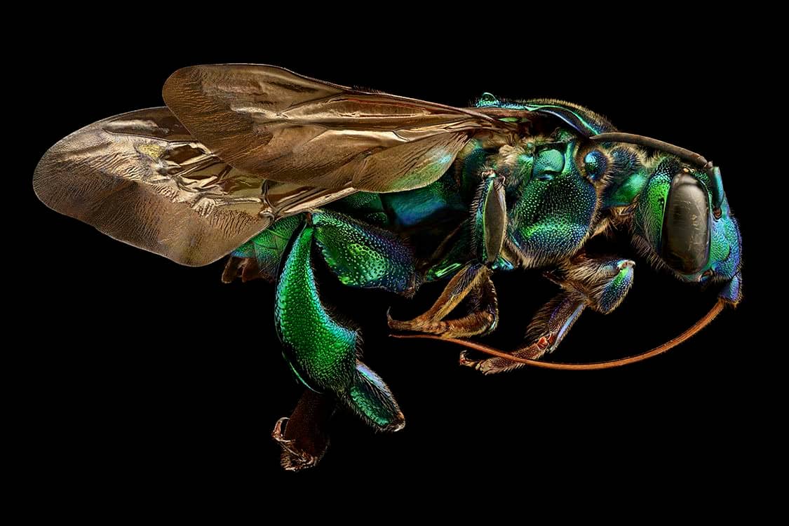 Image: Levon Biss, Orchid Cuckoo Bee, Brazil. Exaerete frontalis (Hymenoptera, Apidae).The Orchid Cuckoo Bee of the most spectacular of all bees in terms of size, colour and microsculpture. We usually think of bees as benign, helpful creatures, but Exaerete is a cuckoo bee. Instead of collecting pollen and constructing their own nests, female cuckoo bees enter the nests of other bees and lay their eggs in the host’s brood cells. This particular specimen has grown to a large size by consuming the pollen diligently collected by its host.
