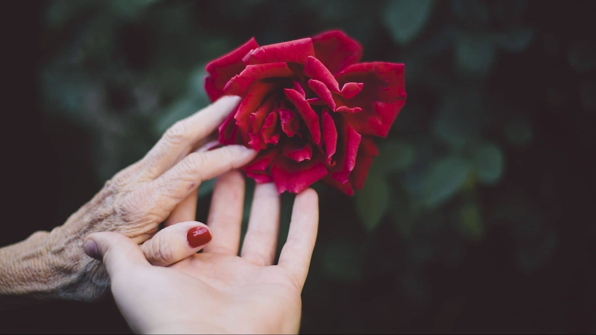 Image: An older and and a younger hand reach out to touch a red rose, HOPE.