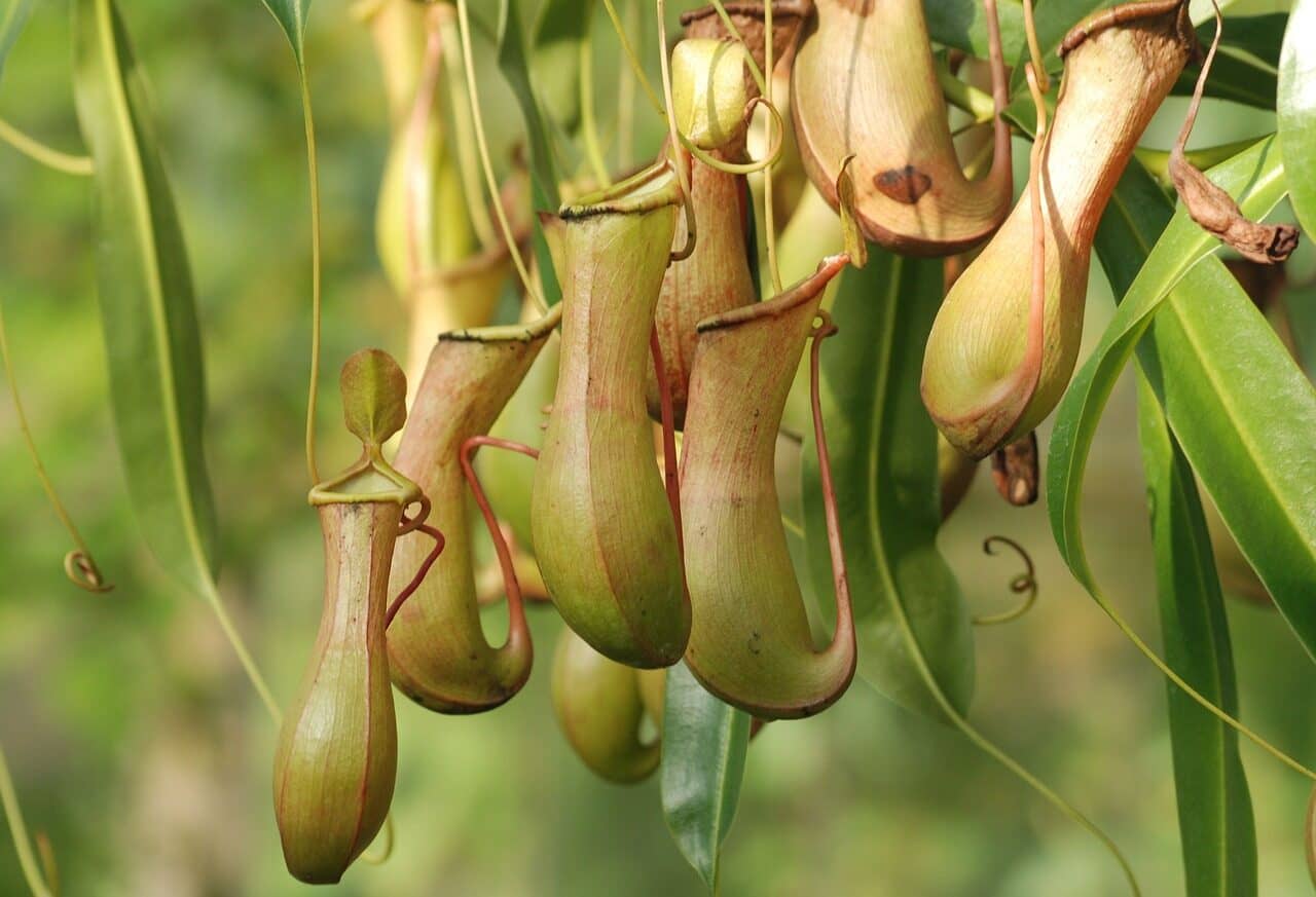 Image: Bunch of pitcher plants