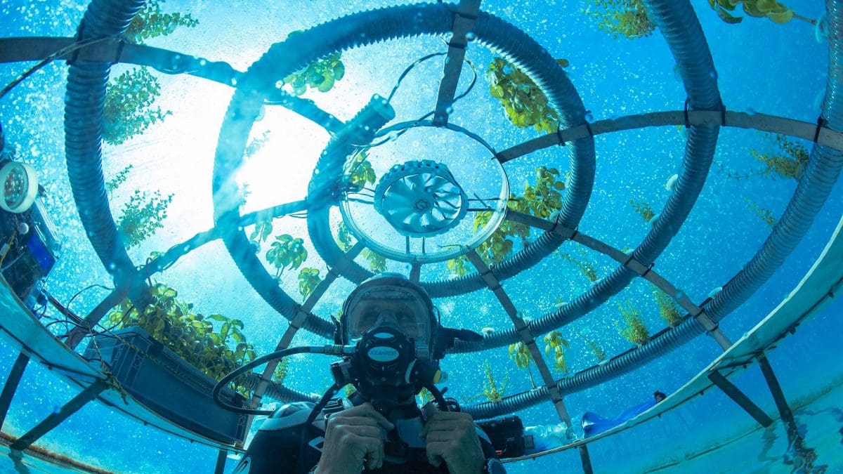 Image: Underwater Farm at Nemo's Garden