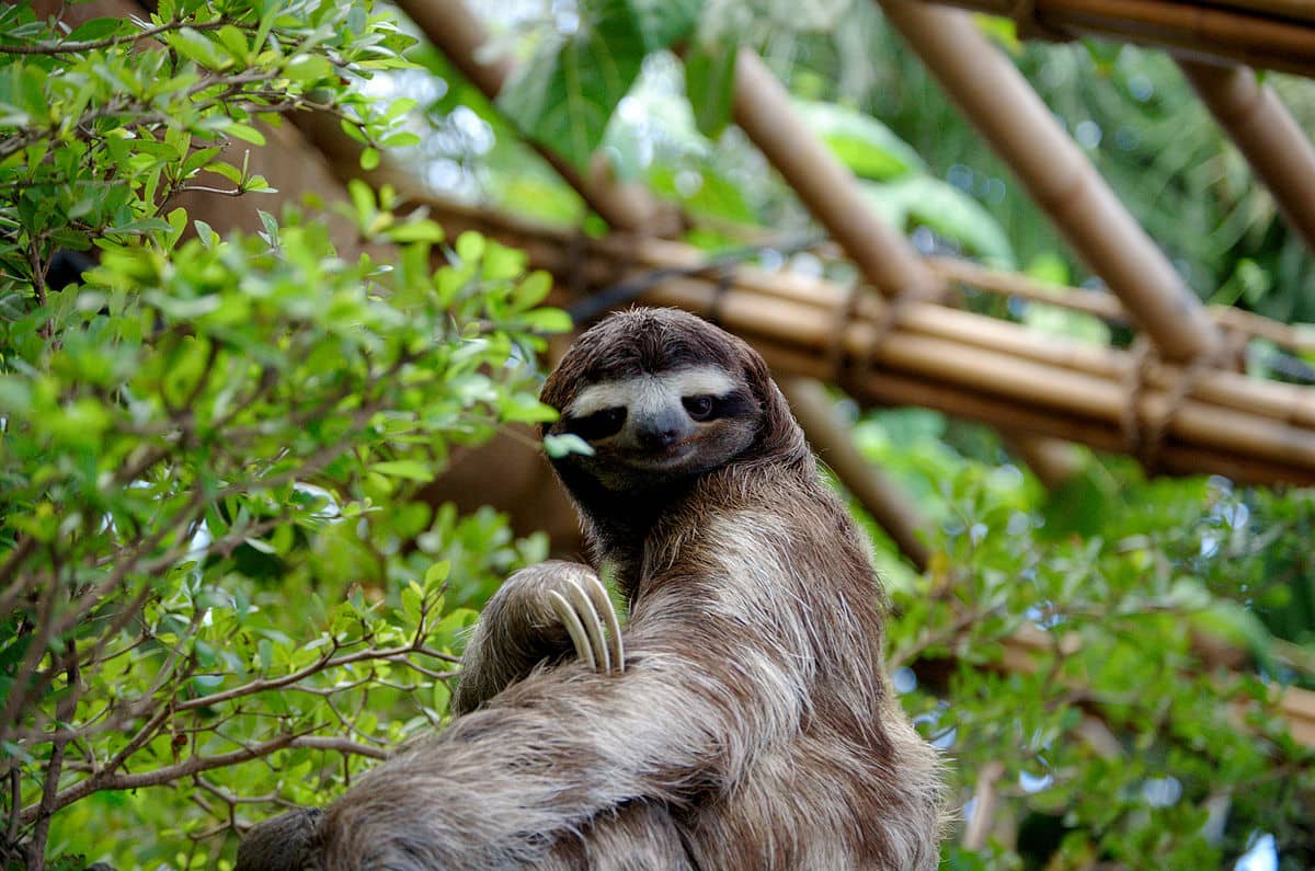 Image: Sloth sitting up in a tree looking at the camera 
