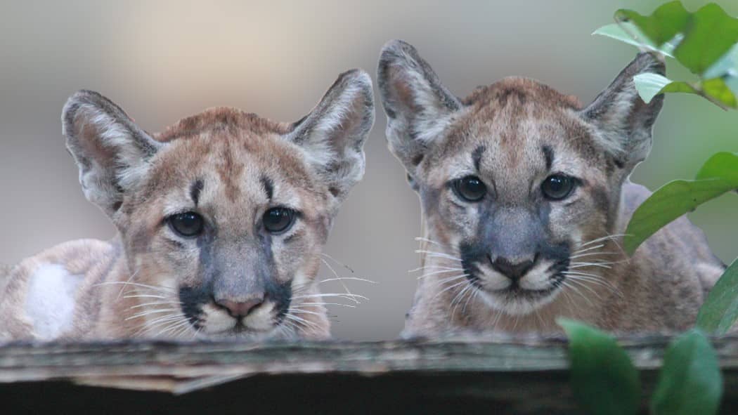 Image: Two panther kittens 