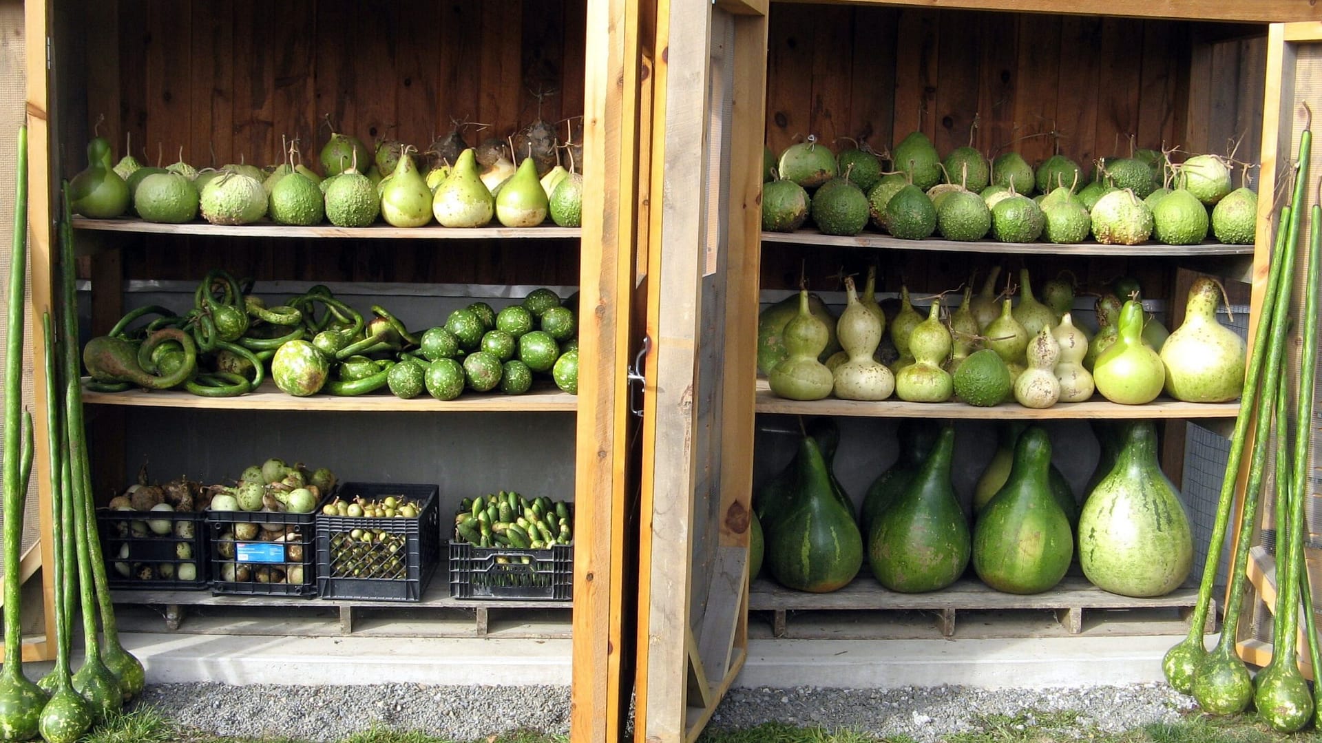 Image: Varieties of gourds in all shapes and sizes their drying shelves!