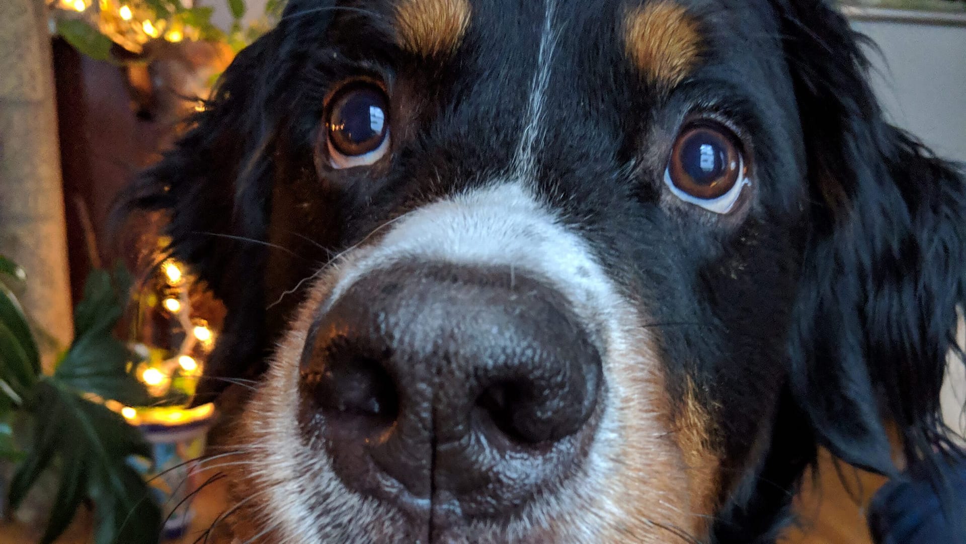 Image: Close up of a dog nose with eyes looking up