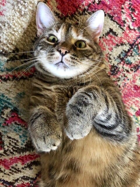 Image: Little Lady laying on her back with a funny look on her face and her paws flopping on her chest