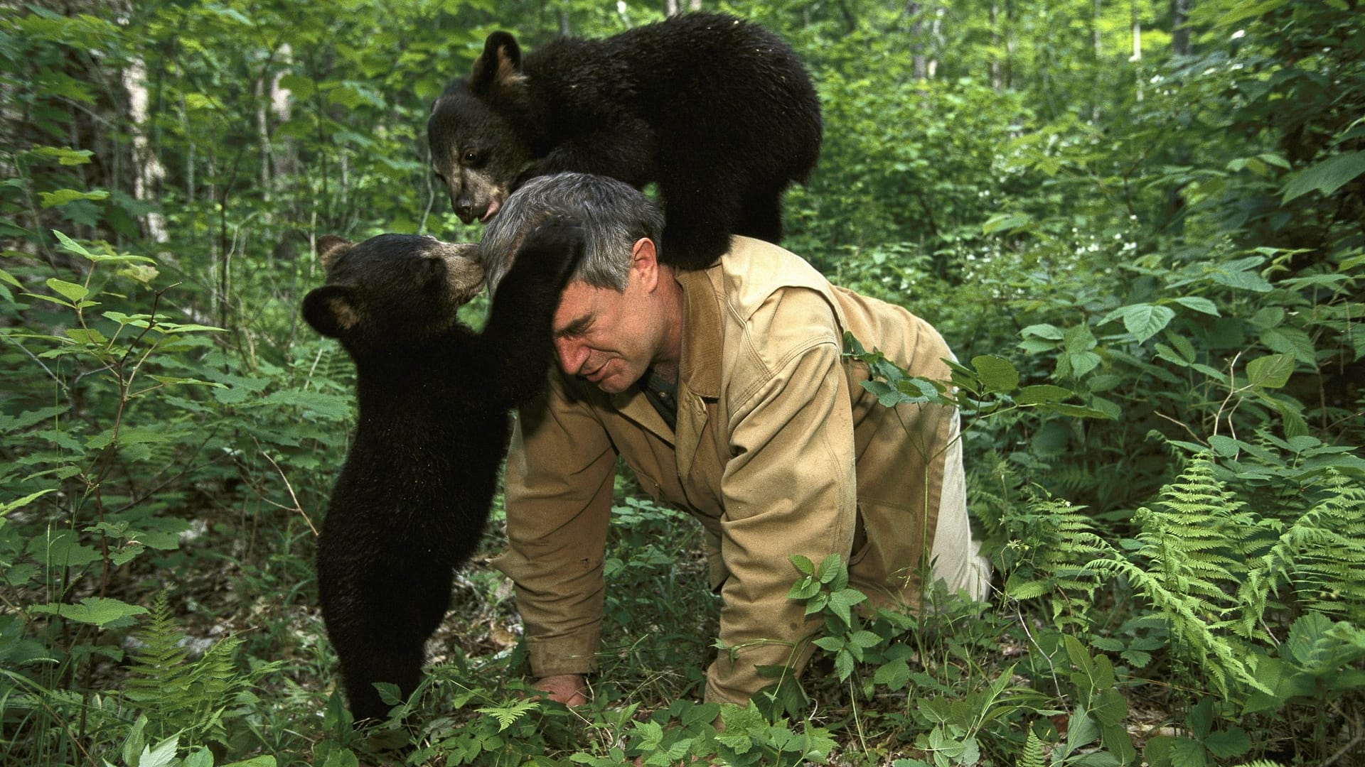 Image: Ben on the ground with two black bears (cubs) playing on top of him