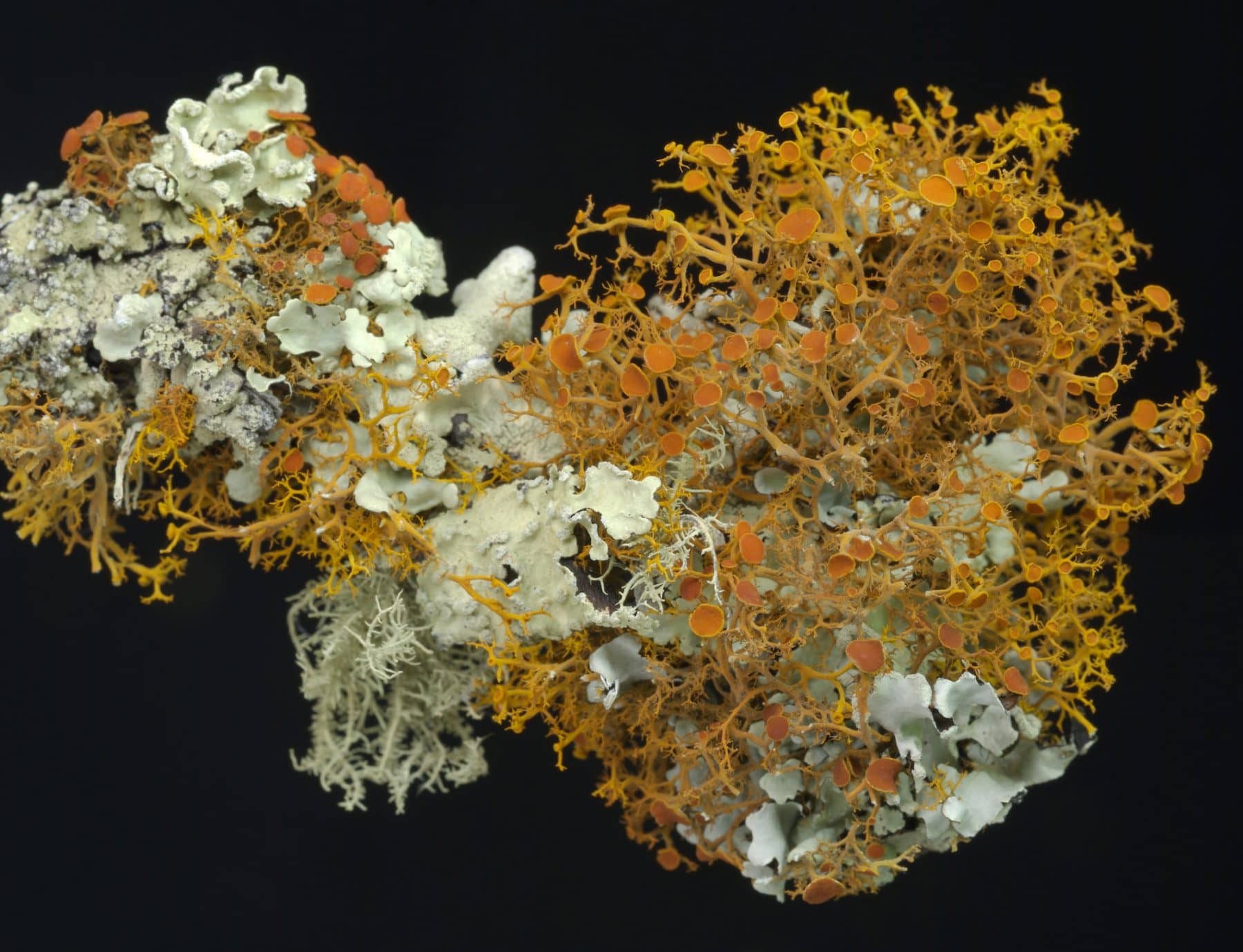 Image: lichen in orange and green growing in many shapes